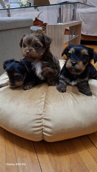 Yorkshire Terrier - 4