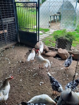 Leghorn - 4