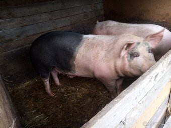 Predám svine - 4