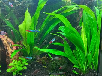 Predám akváriovú rastlinu – Echinodorus bleheri - 4