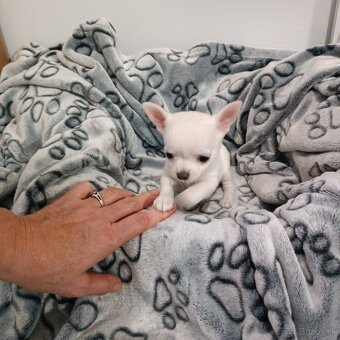 Civava kratkosrsta mini - 4