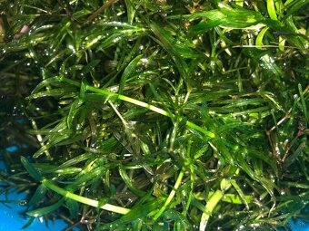 Predam akvaristicke rastliny Vallisneria Spiralis - 4