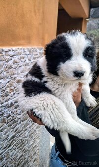 Stredoázijský ovčiak- šteniatká - 4