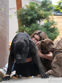 Bandog sučka - 4