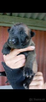 Belgický ovčiak malinois - 4