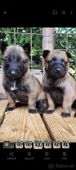 Belgický ovčiak malinois - 4