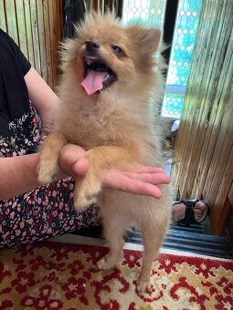 Pomeranian - 4