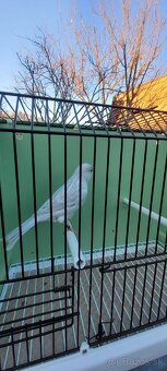 Predám Kanáriky,Kanáre - 4