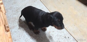 Šteniatka slovenský kopov - 4