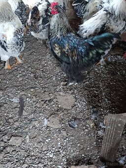 Brahmanka - wiandotka - 4