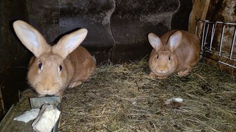 Predám Burgundského králika - 4