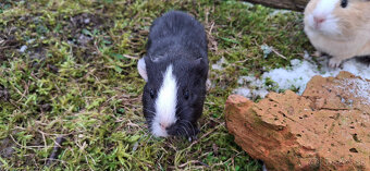 Predám morské prasiatka - 4