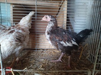 Predám 4 kuriatka - 4