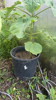 Paulownia(cisársky) strom - 4