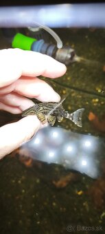 Panaque L191 Royal broken Line - 4