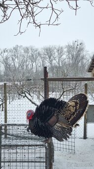 Predám živého moriaka - 4