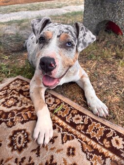 American bully - 4