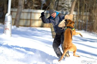 Ponúkam na krytie belgického ovčiaka Malinois - 4