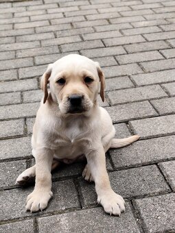 Šteniatka labrador - 4