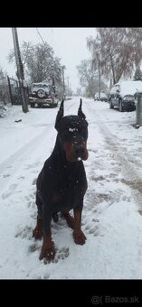 Doberman na krytie - 4