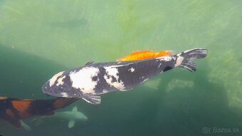 Koi kapre - 4