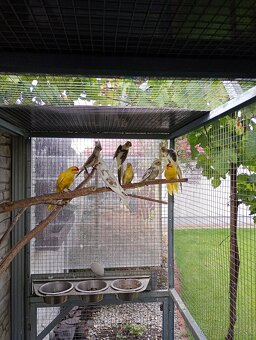 Predám odchov 2025 - 4