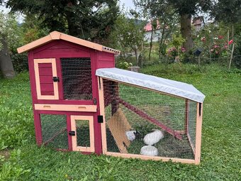 Dve morské prasiatka + príslušenstvo - 4