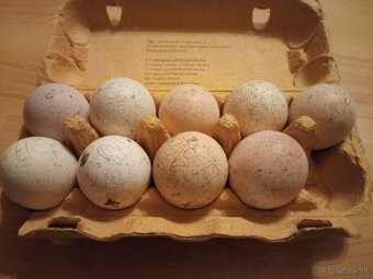 Predám moriaka a morky divé - 4