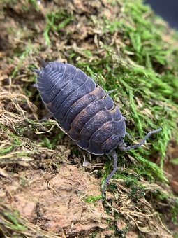 Isopod / Isopody - 4