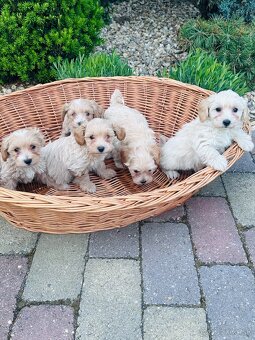Maltipoo,pudel,maltezak - 4