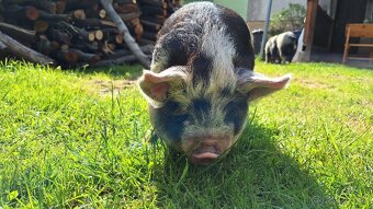 Kune kune - 4