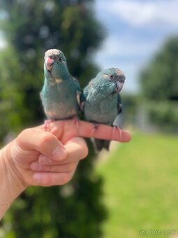 Kakariky Maznačikovia Krotke ručne dokrm - 4