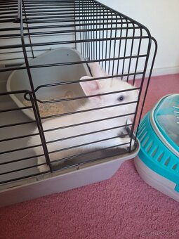 Zakrsly králik levík s modrými očkami - 4