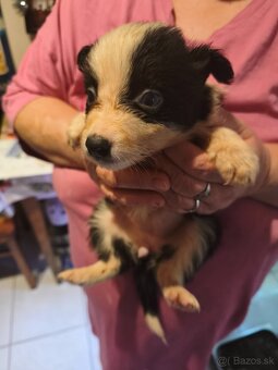 Border collie kiskutyák eladók - 4