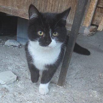 Darujeme 6-mesačné mačiatka - 4