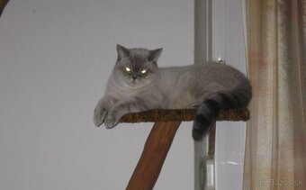 Britská colort point mačka - 4