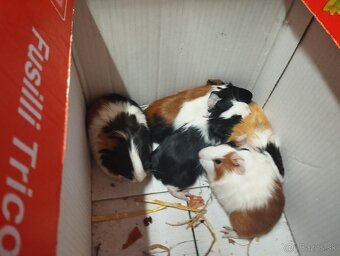 MORSKE. PRASIATKO - 4