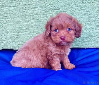 Maltipoo - 4