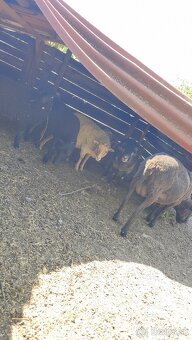 Oueessant Sheep / Mini-Ovečka / Ovca - 4