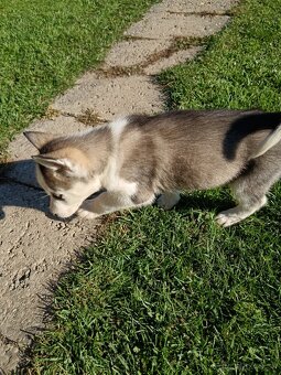 Sibirsky husky - 4