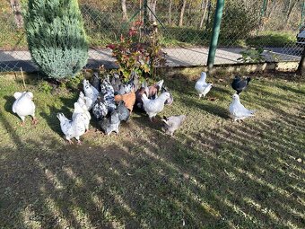 Predam holuby - americký king - 4