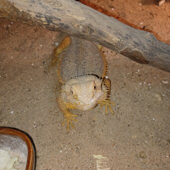 Agama bradatá - 4