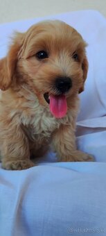 Micro Maltipoo - 4