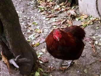 Predám kohúta araucana - 4