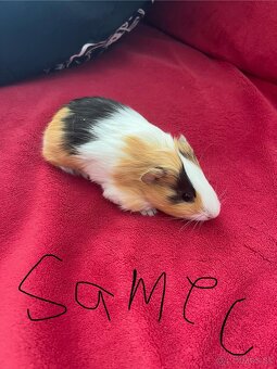 Morské prasiatka - 4