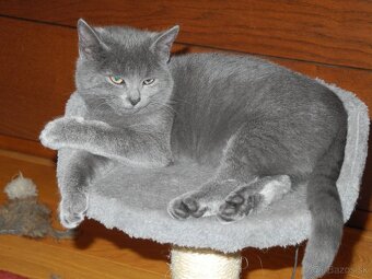 Darujem mačiatka - 4