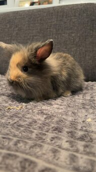 Zakrsnutý kralik baranček - 4