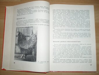 Najvýkonnejšie plemená a typy hydiny - 4