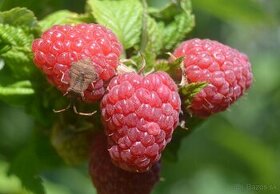 Maliny - žlté, oranžové, červené, fialové, čierne - 4