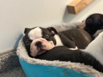 Boston Terrier - 4